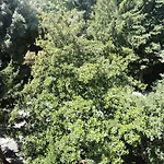 Altieri