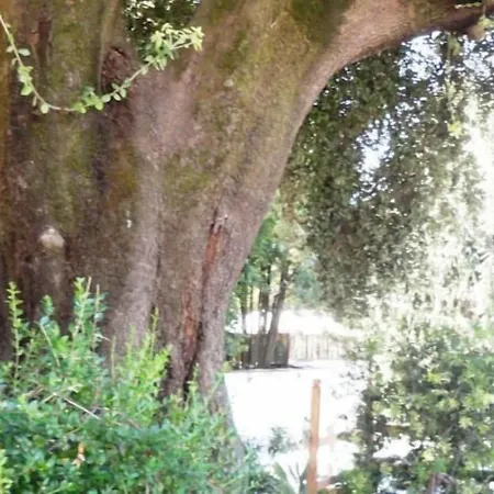 Altieri Albano Laziale