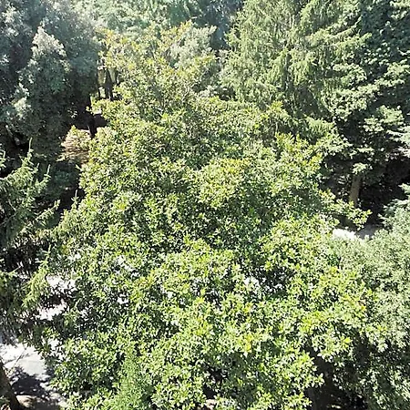 Altieri