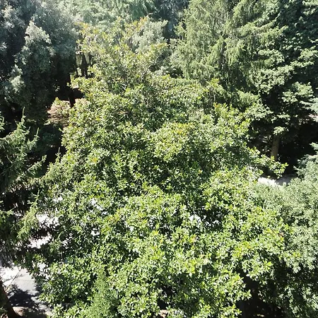 Altieri